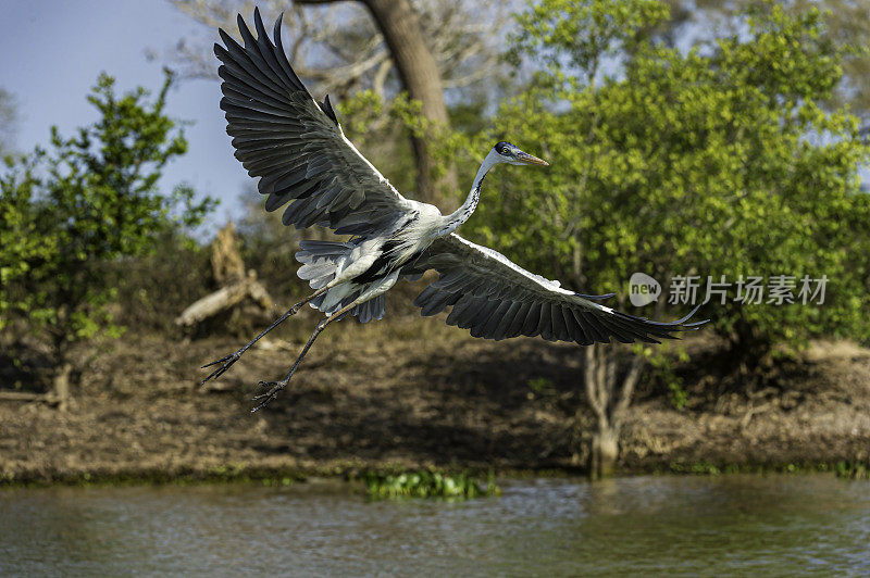 可可苍鹭(Ardea cocoi)是一种在巴西潘塔纳尔发现的鹭科苍鹭。在河上飞行、钓鱼或打猎。